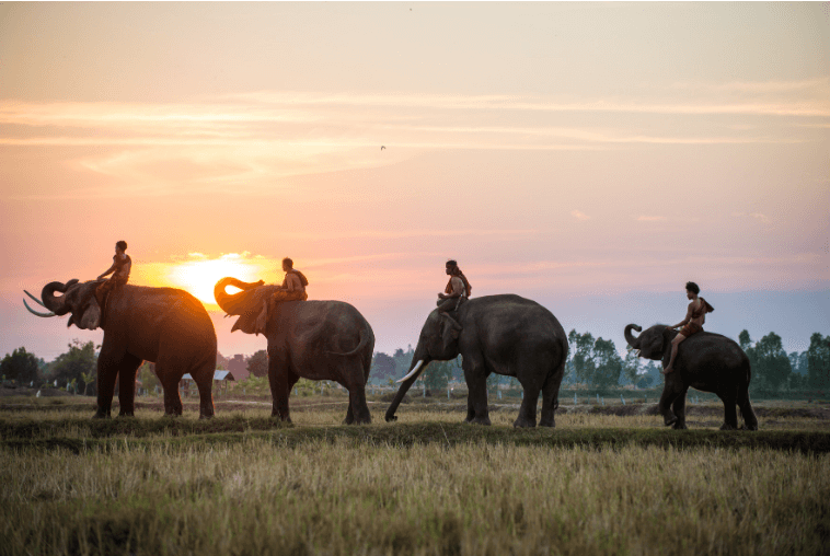 Elephants Walking Past Sunset
